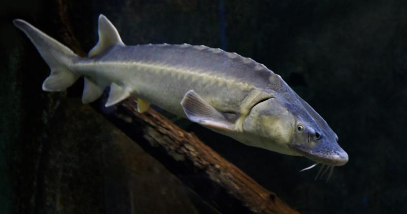 Ezt tényleg nehezen lehet felfogni: egy olyan halfaj, amelyet már régóta kihaltnak véltek, most horogra akadt a Dráva folyóban!