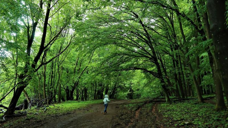 Fedezd fel a Bükk egyik leglenyűgözőbb búvóhelyét, ahol a csillagok fényében élvezheted az éjszakát! Ez a különleges menedék tökéletes helyszín a természet szerelmeseinek, akik szeretnék átélni a nyugalom és a csillagok varázsát.