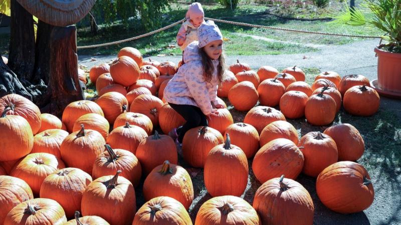 A halloweeni tök igazi mókás látványosság, de vigyázz! Rendkívül mérgező! Soha ne próbálj meg belőle falatozni, mert az komoly bajt okozhat!