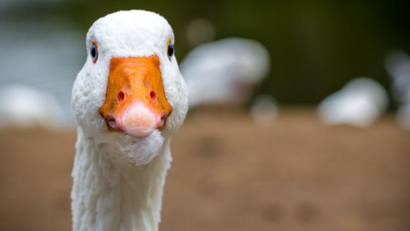 Bár már egy hónapja nem regisztráltak új megbetegedéseket, a franciák továbbra is fenntartják a magas készültségi szintet. - Agrárszektor