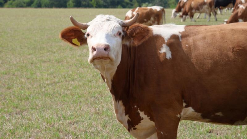 Itt a nagy hír: Magyarország sikeresen megállította a súlyos vírust - Agrárszektor.