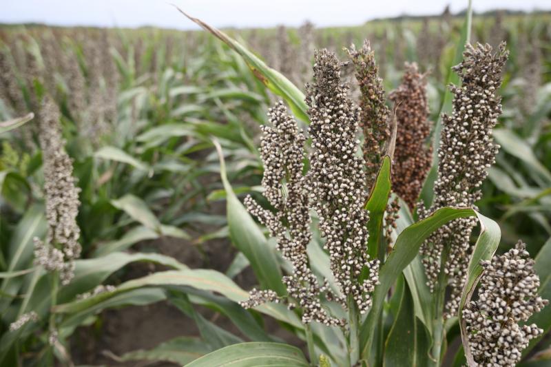 Kína új lehetőségeket teremt a brazil cirok számára - Magyar Mezőgazdaság.