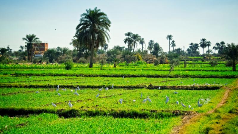 Meglepetésszerű növekedés: robbanásszerűen emelkedett az egyiptomi mezőgazdasági export - Agrárszektor