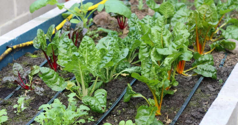 Ne habozz, kezdj bele most! Megmutatjuk, hogyan élvezheted télen is a friss zöldségeket a saját magaságyásodból!