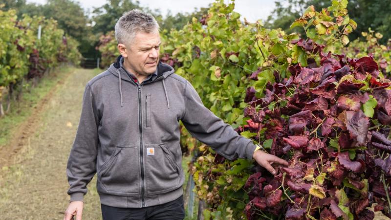 A magyar bor jövője válságos helyzetben? – Szakértői vélemény a súlyos szőlőfertőzés hátteréről