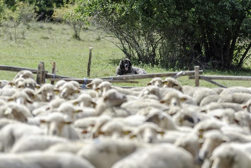 Az állattartók számára állami támogatások állnak rendelkezésre.